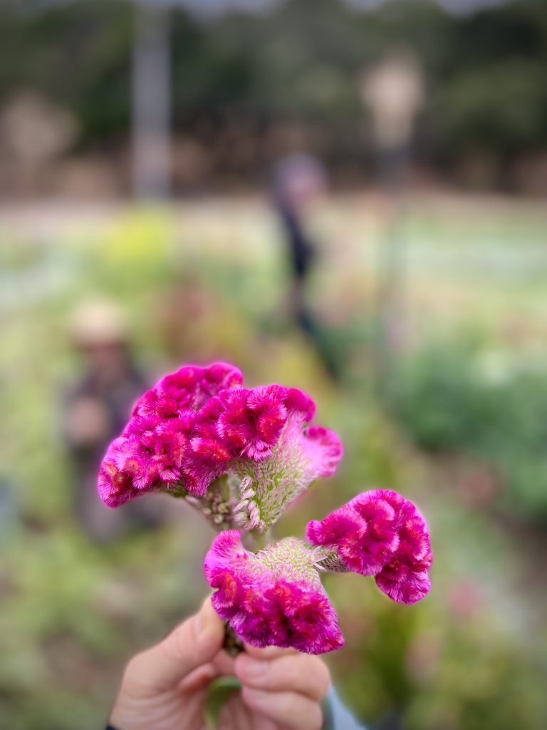 Grandmaster of Flowers, Kane, Keepers of the Realm